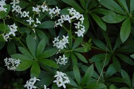 First collected in emmet co. Your Garden Partner Plants And Places News And Views From Oxford Garden Partners Page 3
