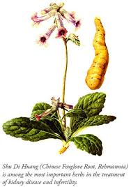 Image result for Lipocarpha rehmannii