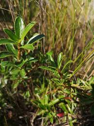 Image result for Cliffortia