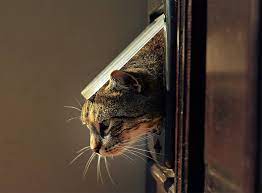 Situation the cat flap is not going to be placed outside, but inside. What Does Cat Flap Installation Cost In 2021 Checkatrade