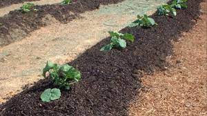 Do us farmers use human waste as fertilizer? Turns Out That Using Human Poop To Fertilize Crops Isn T Such A Great Idea