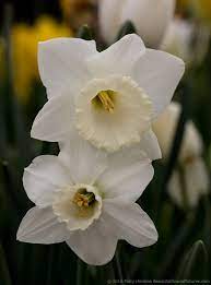 A Few Spring Daffodils Daffodils Daffodil Photos Flower Images