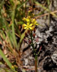 Image result for Eriospermum mackenii