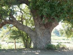 Image result for Cassipourea ndando