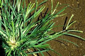 Goose grass (scientific name Eleusine indica), also known as ...