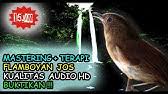 Ciri ciri burung jalak kebo jantan mp3 & mp4. Ngeri Suara Burung Flamboyan Di Alam Liar Alcippe Pyrrhoptera Youtube