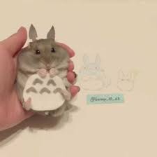 ハムスター トトロ ハムスター かわいいハムスター ハムスターの赤ちゃん