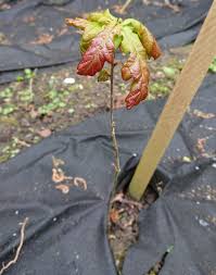 Image result for oak sapling