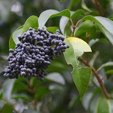Image result for Ligustrum lucidum