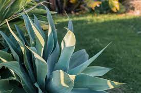 Leuchtenbergia principis prism cactus or agave cactus origin: How To Grow And Care For Agave