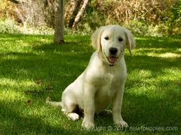 Available english cream golden retriever puppies near dallas texas. English Cream Golden Retriever Puppies Together Freedom