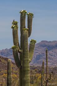A huge cactus in the form of a tree, blooming in red flowers, grow in a residential area of the city of bodrum, turkey. Saguaro Blossom Wren Martin Spilker Photography