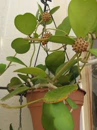 Pin On Planten