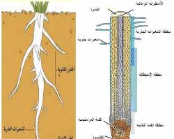 Image of منطقة الاستطالة في الساق