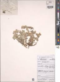 Image result for Vellereophyton dealbatum