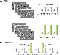 A Long Timescale Stimulus History Effect In The Primary Visual Cortex Biorxiv