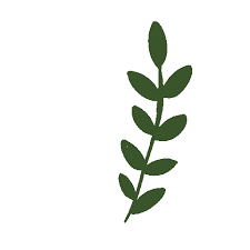 Buku mewarnai daun weed plant leaf daun cabang batang tanaman. Leaf Daun Sticker For Ios Android Giphy