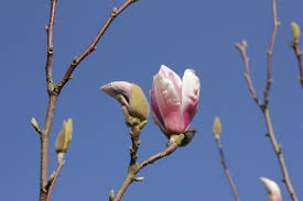 Image result for magnolia soulangeana