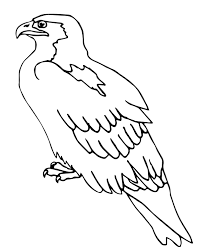Sonoyta mud turtle coloring page. Falcon Images Printable Peregrine Falcon Coloring Page