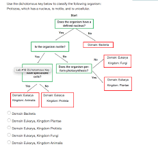 Solved Use The Dichotomous Key Below To Classify The Foll Chegg Com