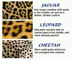 Jaguar Leopard Cheetah Know The Difference Cheetah Animal Cheetah Cheetahs