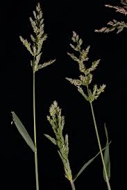 Image result for Polypogon