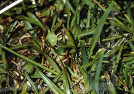 Image result for Axonopus