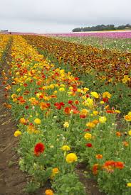The Carlsbad Flower Fields Are An Unparalleled Sensory Experience Garden Collage Carlsbad Flower Fields Flower Field Flower Farm