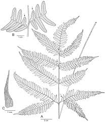 Image result for Pteris catoptera