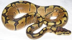 Check spelling or type a new query. Woma Ball Python For Sale Reptiles For Sale