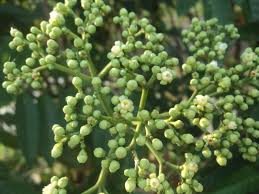 Image result for Leea