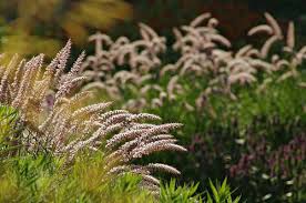 Mary poole smith robert smith the cure the cure robert smith. Jakobstuin Garten Pur Garten