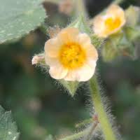 Image result for Sida urens