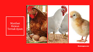 We did not find results for: 5 Manfaat Hewan Ternak Ayam Untuk Manusia Binatangmu