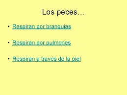 Animales que respiran por la piel para colorear / existen 5 clases de animales vertebrados los peces los anfibios los reptiles las aves los mamiferos pdf free download. Los Animales Los Animales Se Engloban Dentro Del