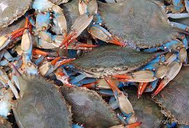 Males Vs Females Crab Blab