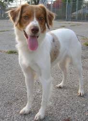 The australian shepherd springer spaniel mix has an innate versatility that makes them useful on ranches and farms as a herding dog, retriever, and watchdog. Australian Shepherd Brittany Mix 99degree