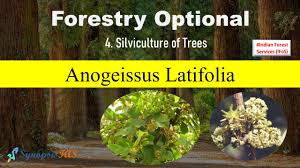 Image result for Anogeissus