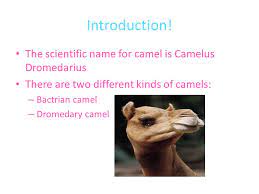 What is the camels conservation status? Some Have One Hump Others Have Two Ppt Video Online Download