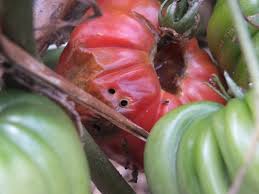 I'm assuming they're attached to the skin of the worm, right? How To Control Tomato Caterpillar Organic Gardener Magazine Australia