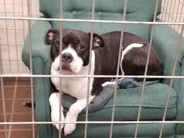 Watch Shelter Dogs Sit In Comfy Fashion Thanks To Donated Chairs Shelter Dogs Dogs Dog Sitting