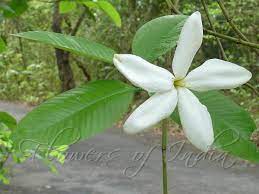 Gardenia Gummifera Gummy Gardenia