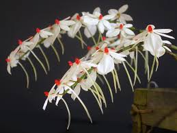 Image result for Aerangis