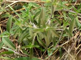 Image result for Ocimum filamentosum
