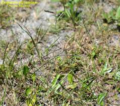 Image result for Paspalum plicatulum