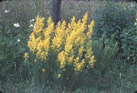Image result for Galium verum