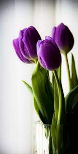 How To Grow Tulips And Other Perennials In Glass Jars In Your Home All Year Growing Tulips Purple Flowers Beautiful Flowers