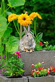 These products work the same way a moth repellent does: How To Keep Rabbits Out Of Garden 5 Best Rabbit Repellents