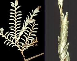Image result for Eragrostis friesii