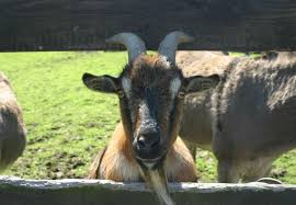 The domestic goat or simply goat (capra aegagrus hircus) is a subspecies of c. 10 Facts About Goats Farm Animals Topics Campaigns Topics Four Paws International